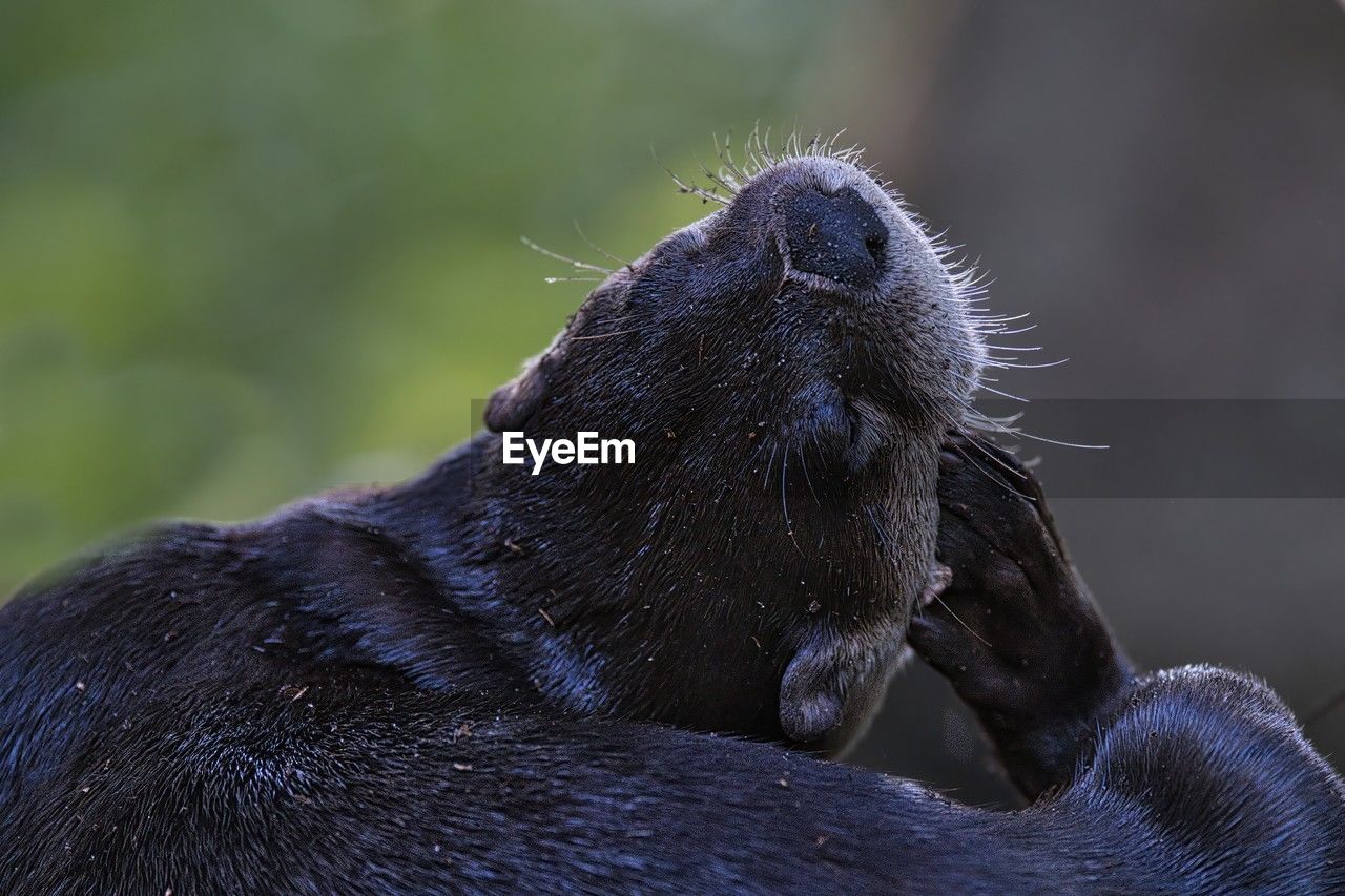 animal themes, animal, mammal, animal wildlife, close-up, one animal, wildlife, otter, whiskers, no people, animal body part, underwater, nature, outdoors, marine mammal, day, sea lion, animal head, macro photography, focus on foreground, carnivore