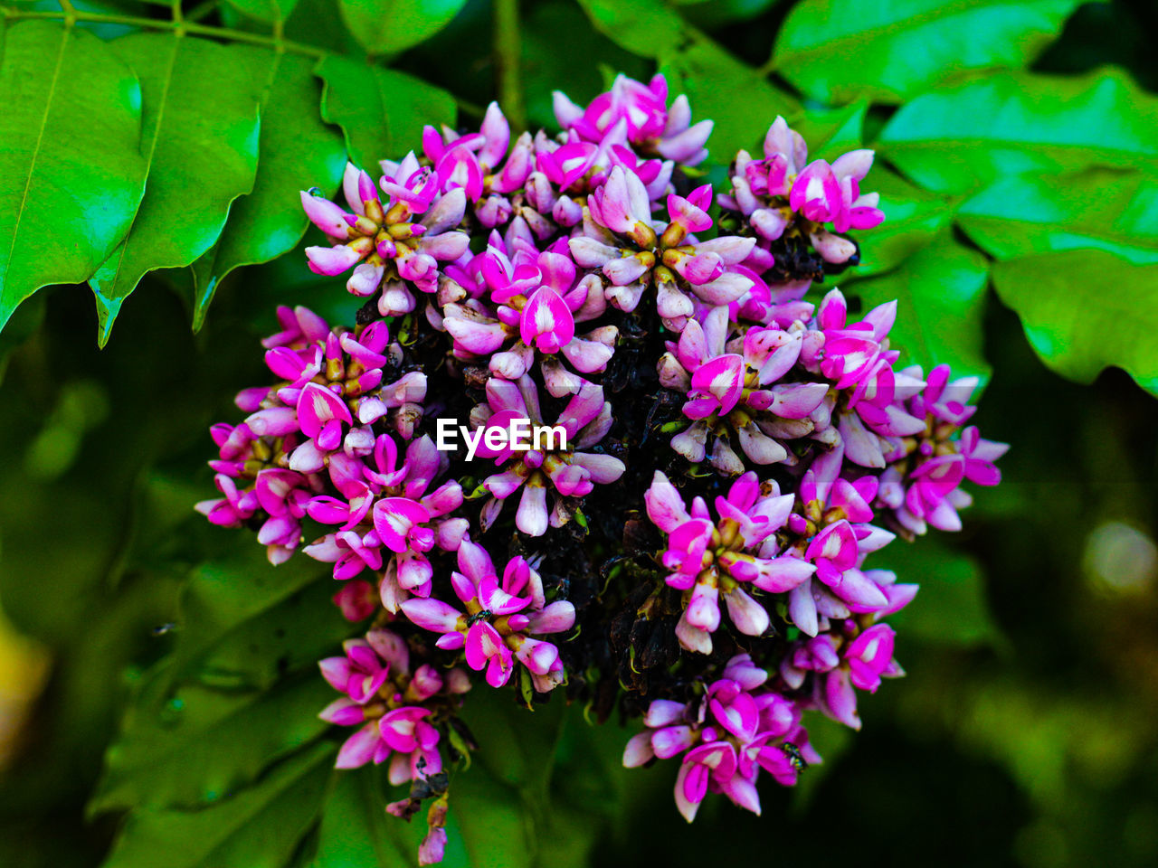 CLOSE-UP OF FRESH PINK FLOWERS