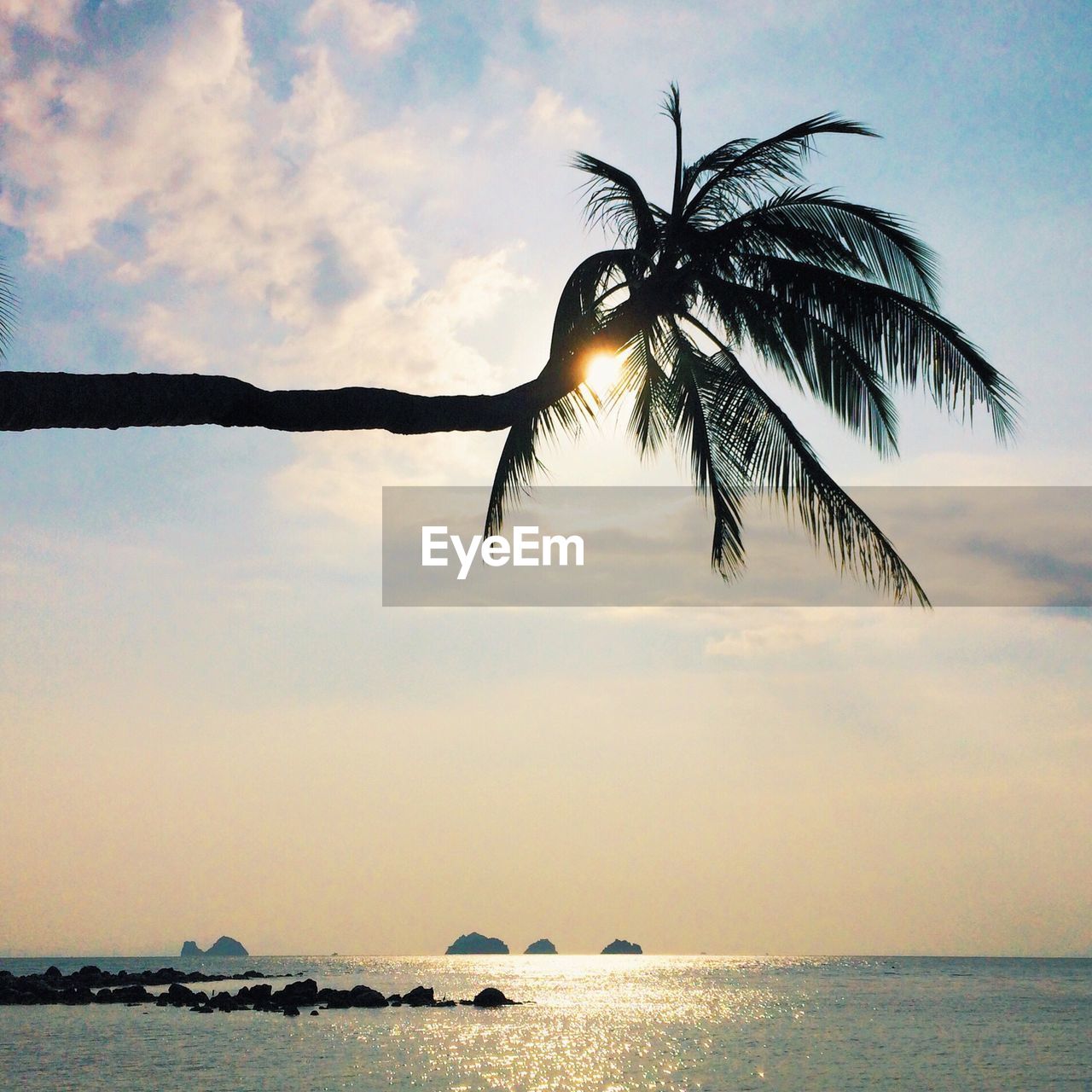 Palm tree by sea