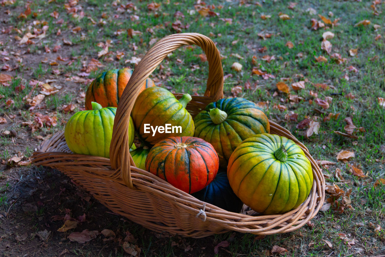 Basket with harvest of ripe pumpkins in autumn