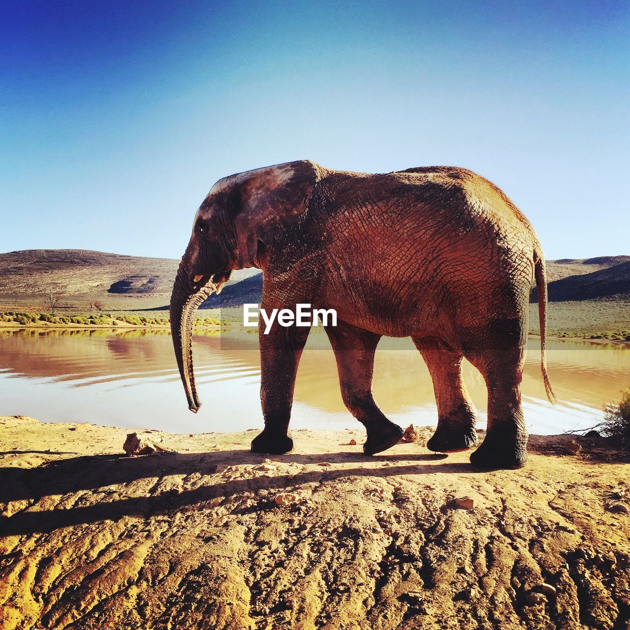 ELEPHANT STANDING ON SAND