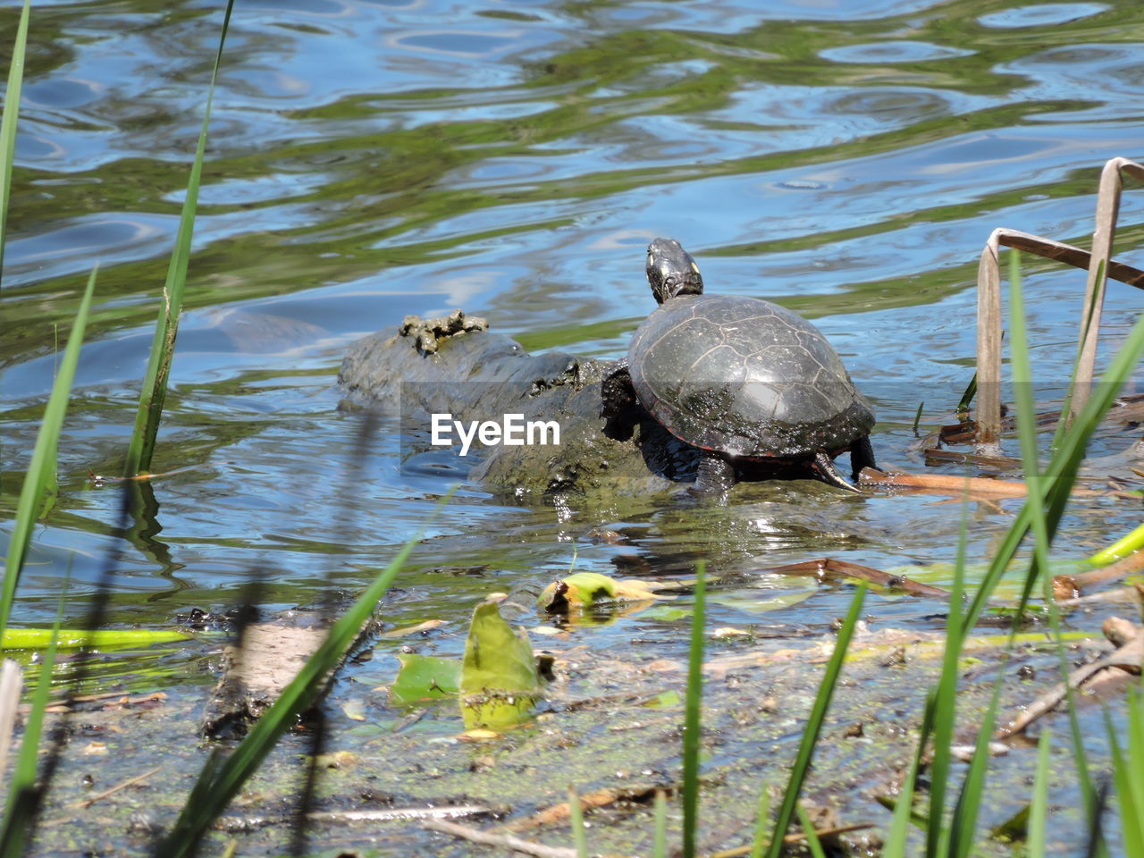 DUCKS SWIMMING IN LAKE