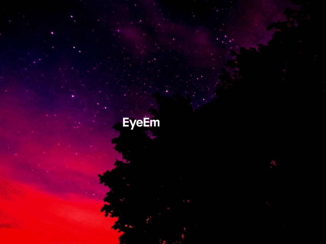 LOW ANGLE VIEW OF SILHOUETTE TREES AGAINST STAR FIELD