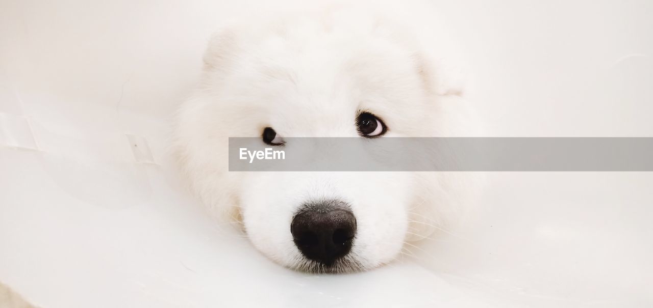 animal, one animal, animal themes, mammal, pet, dog, domestic animals, canine, samoyed, white, portrait, looking at camera, animal body part, cute, no people, carnivore, animal hair, animal head, close-up, cold temperature, young animal, domestic bathroom, bathtub