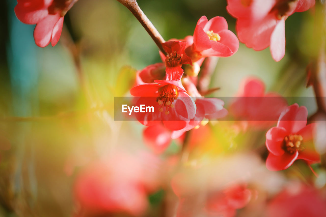 Beautiful Berries Green Growth Life Nature Plant Red Wonderful World Beauty Beauty In Nature Berry Blooming Blossom Flower Flower Head Flowers Garden Selective Focus Spring Spring Flowers Springtime