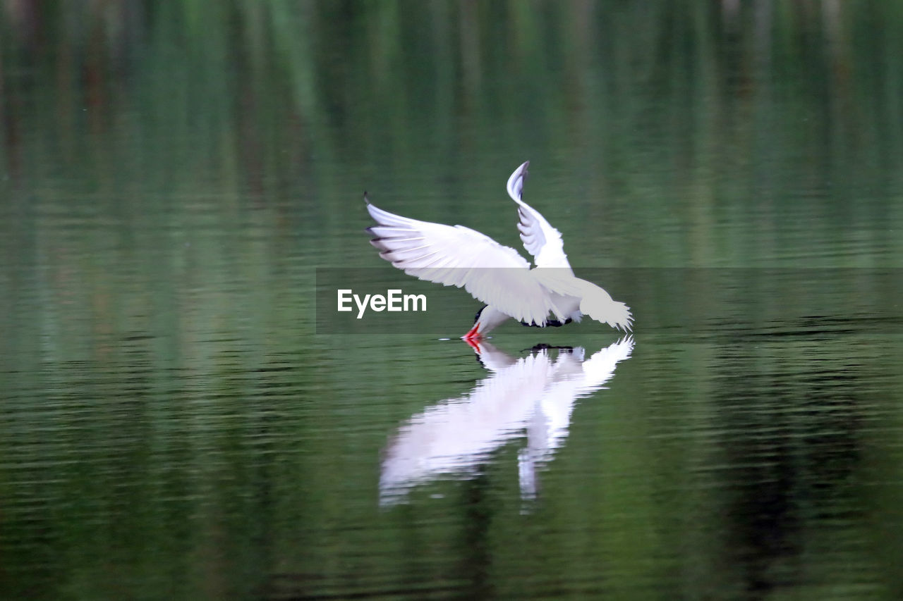 Caspian tern flying over lake