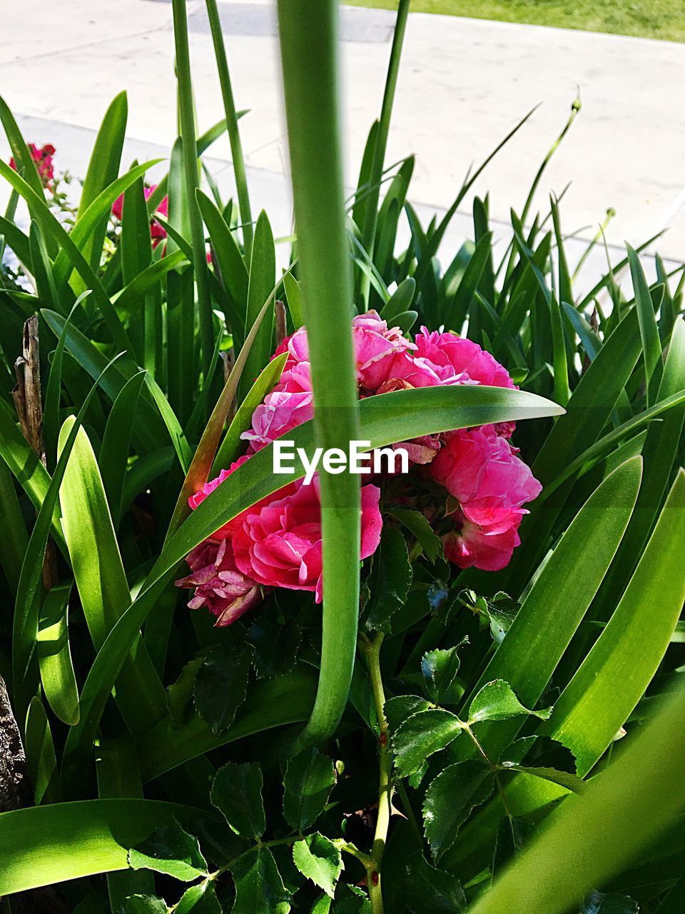 CLOSE-UP OF FLOWERS IN PARK