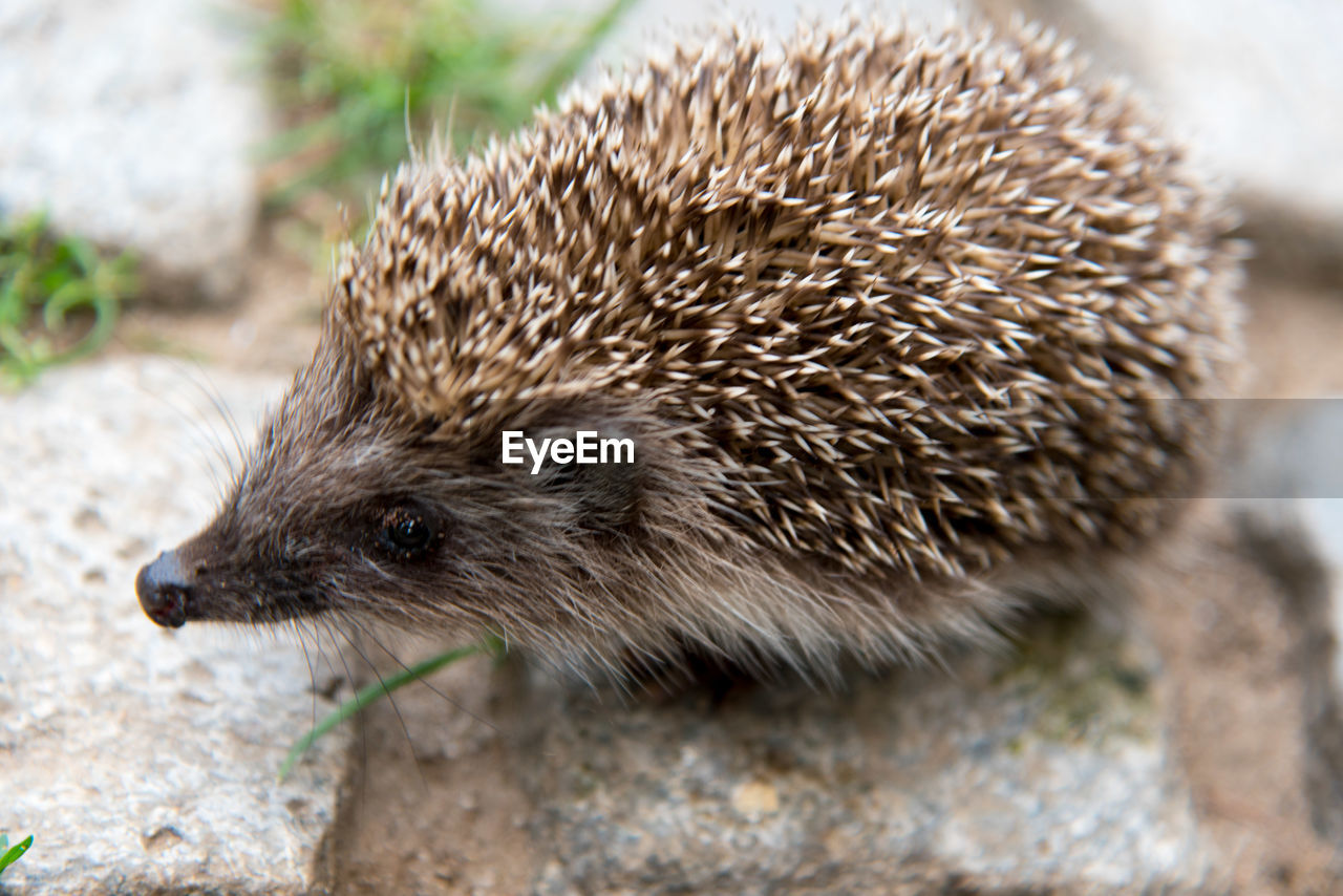 Close-up of a hedgehog