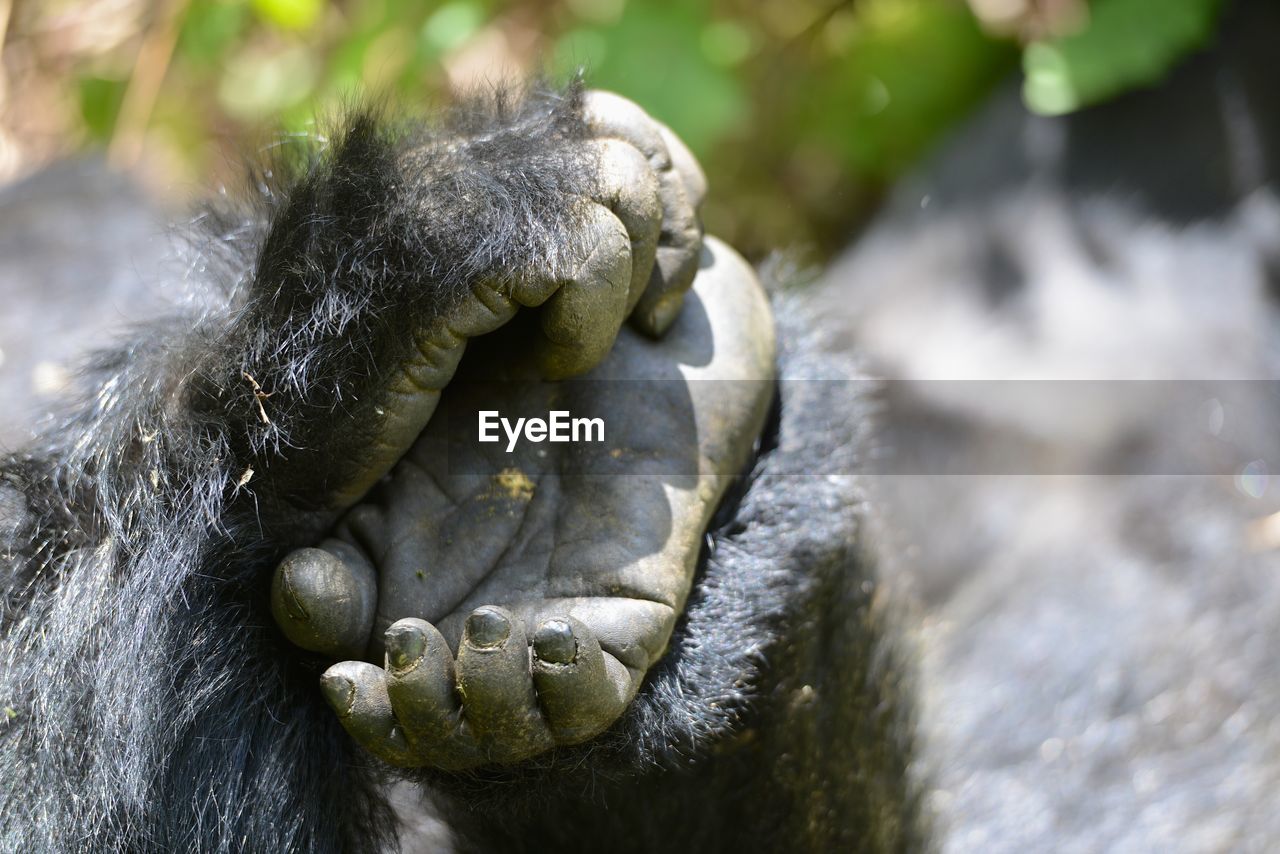 Close-up of gorilla hand and feet