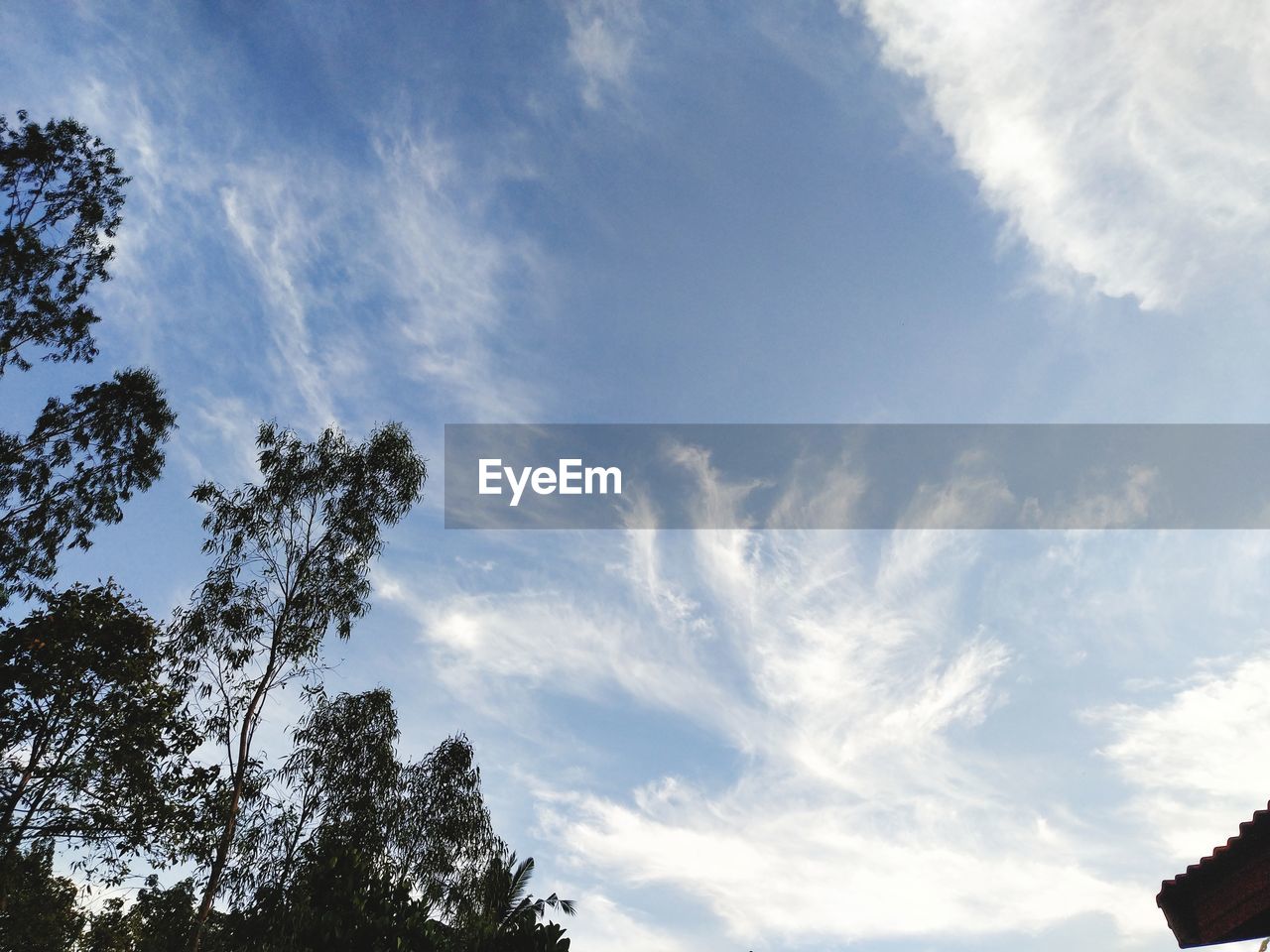 LOW ANGLE VIEW OF TREES AGAINST SKY