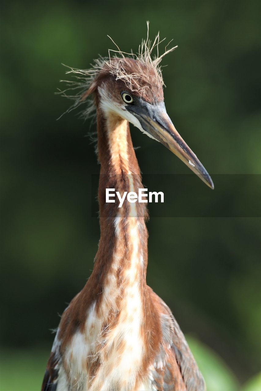 Close-up of a bird