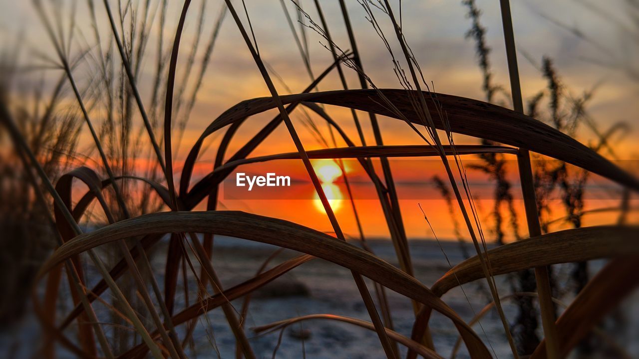 Close-up of silhouette plants against sky during sunset