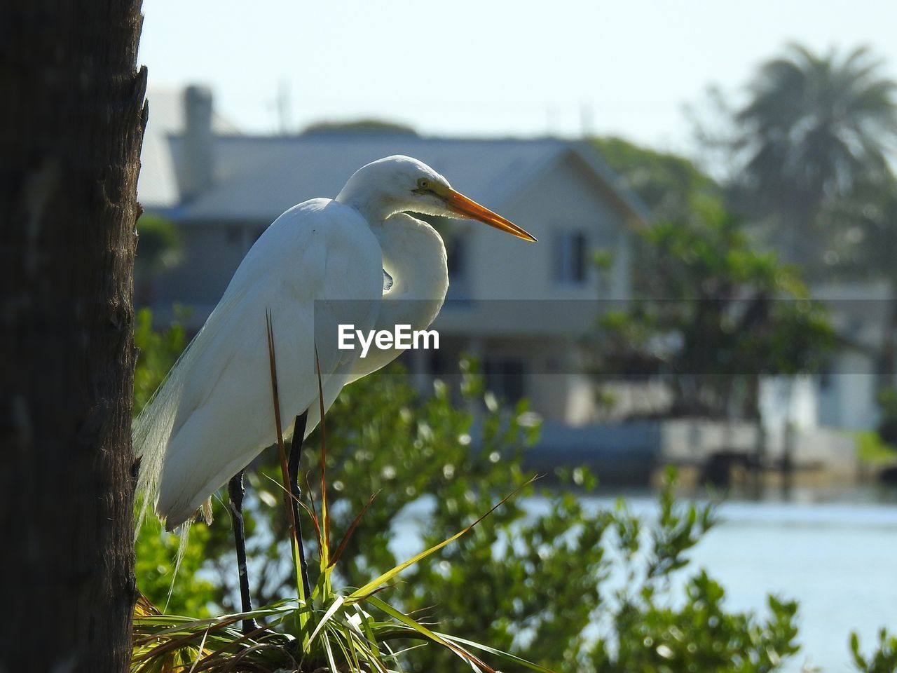 BIRD PERCHING ON A TREE