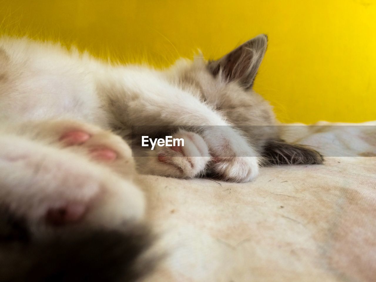 CLOSE-UP OF CAT RELAXING ON YELLOW