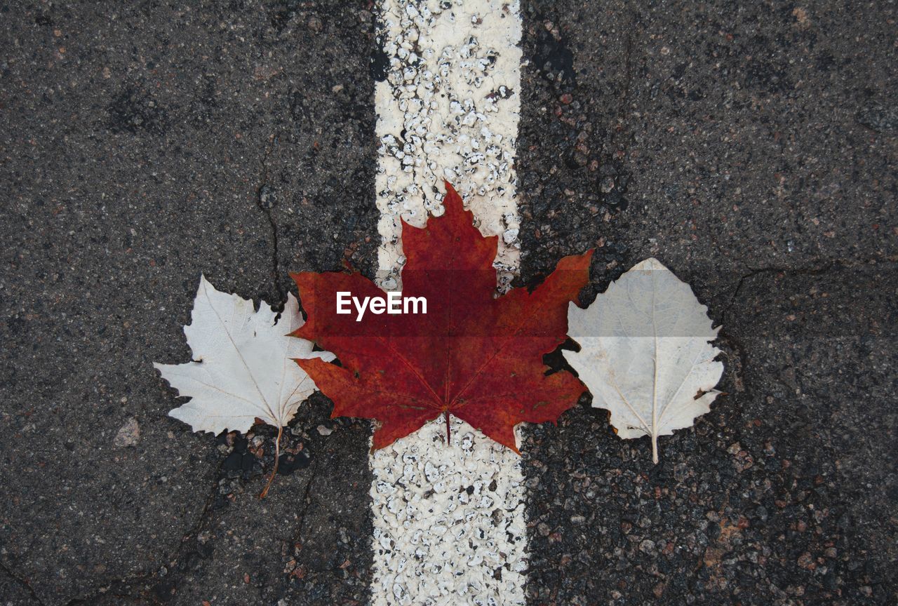 HIGH ANGLE VIEW OF MAPLE LEAF ON ROAD