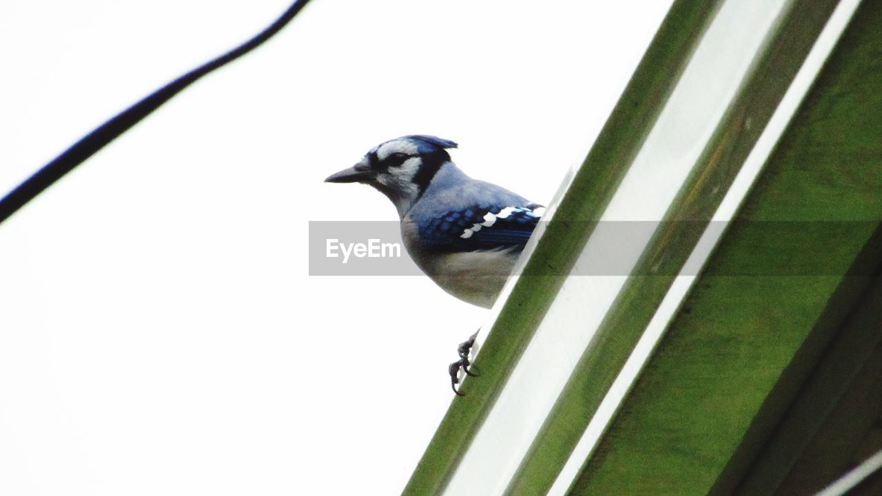 CLOSE-UP OF BIRD PERCHING ON A PLANT