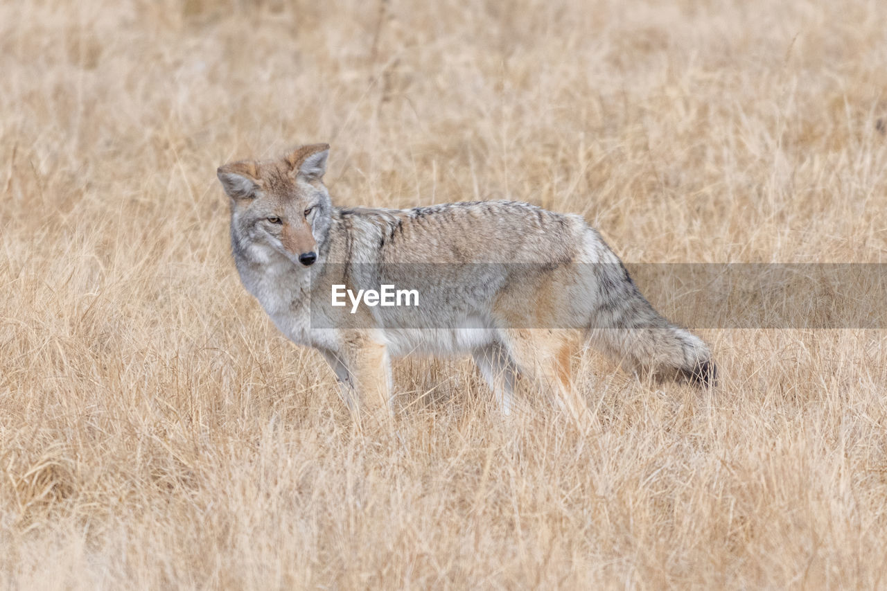 Coyote listening to a rodent in a grassy field