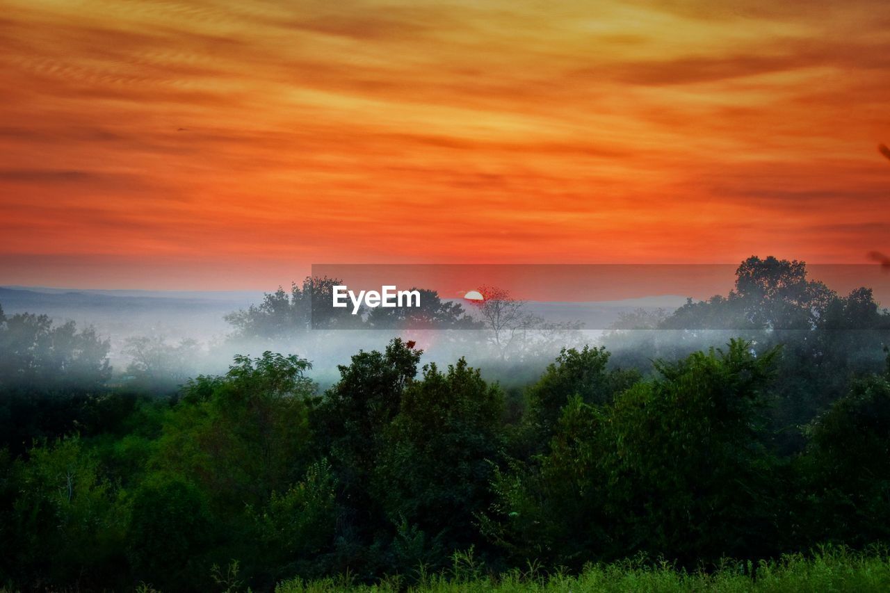 TREES AND PLANTS AGAINST ORANGE SKY