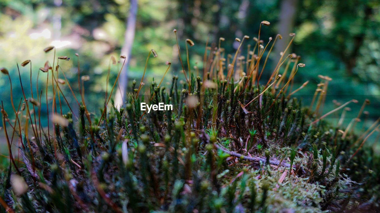 CLOSE-UP OF MUSHROOMS ON FIELD