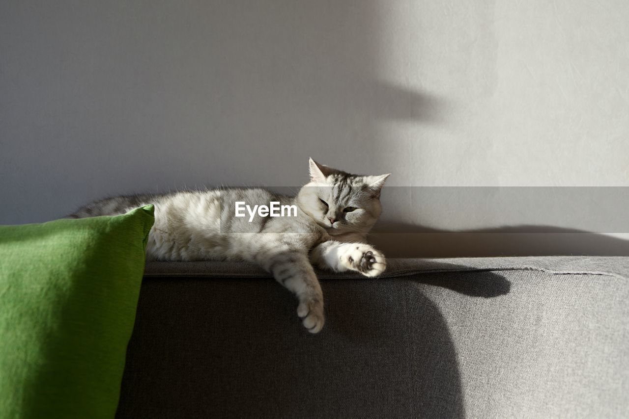 Close-up of cat sitting on floor at home