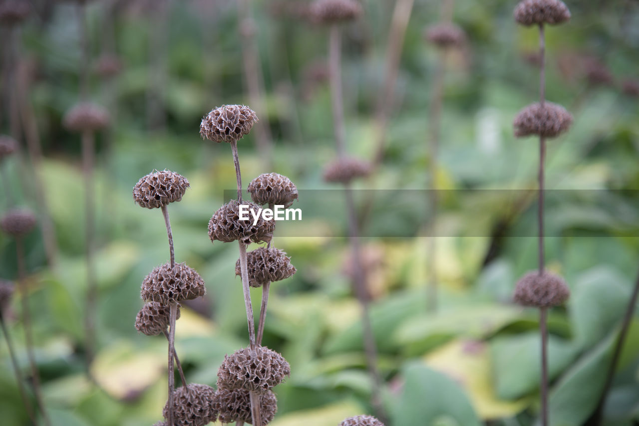 Close-up of flowers against blurred background