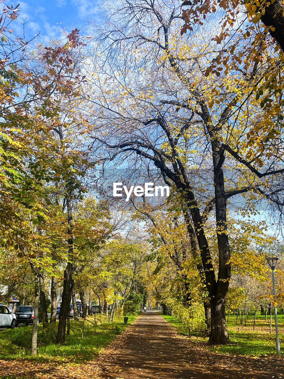 tree, plant, leaf, autumn, nature, beauty in nature, the way forward, sky, woodland, growth, footpath, tranquility, flower, day, no people, road, scenics - nature, park, tranquil scene, landscape, outdoors, diminishing perspective, branch, transportation, land, sunlight, environment, park - man made space, treelined, non-urban scene, vanishing point, idyllic, green, cloud