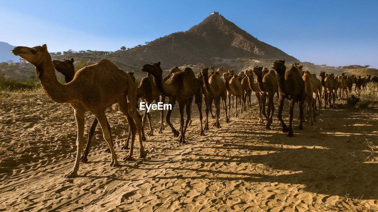 The pushkar fairfair and cultural fête held in the town of pushkar  rajasthan, india