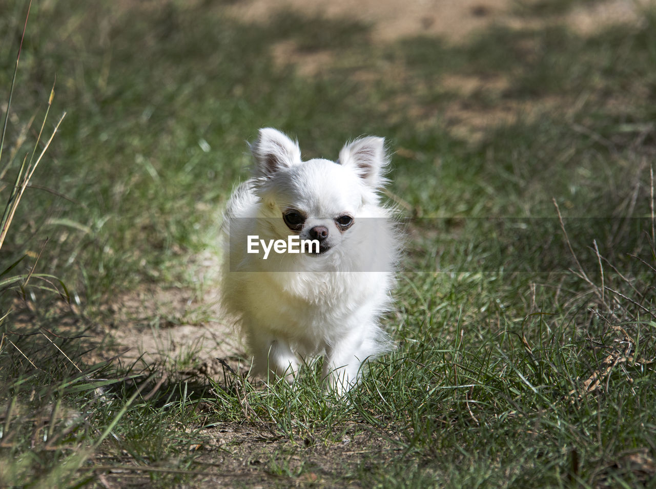 PORTRAIT OF WHITE DOG ON GRASS