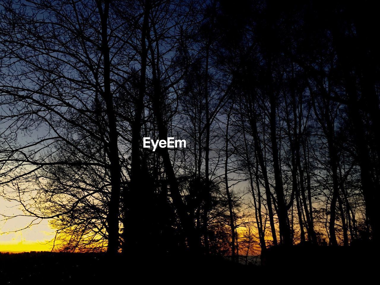 SILHOUETTE BARE TREES IN FOREST AGAINST SKY AT NIGHT