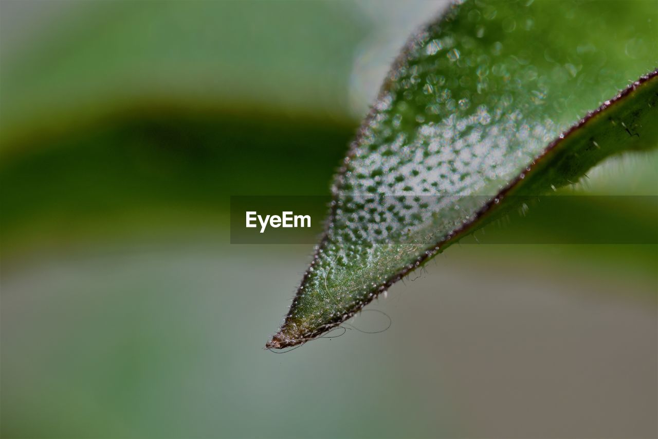 CLOSE-UP OF GRASSHOPPER