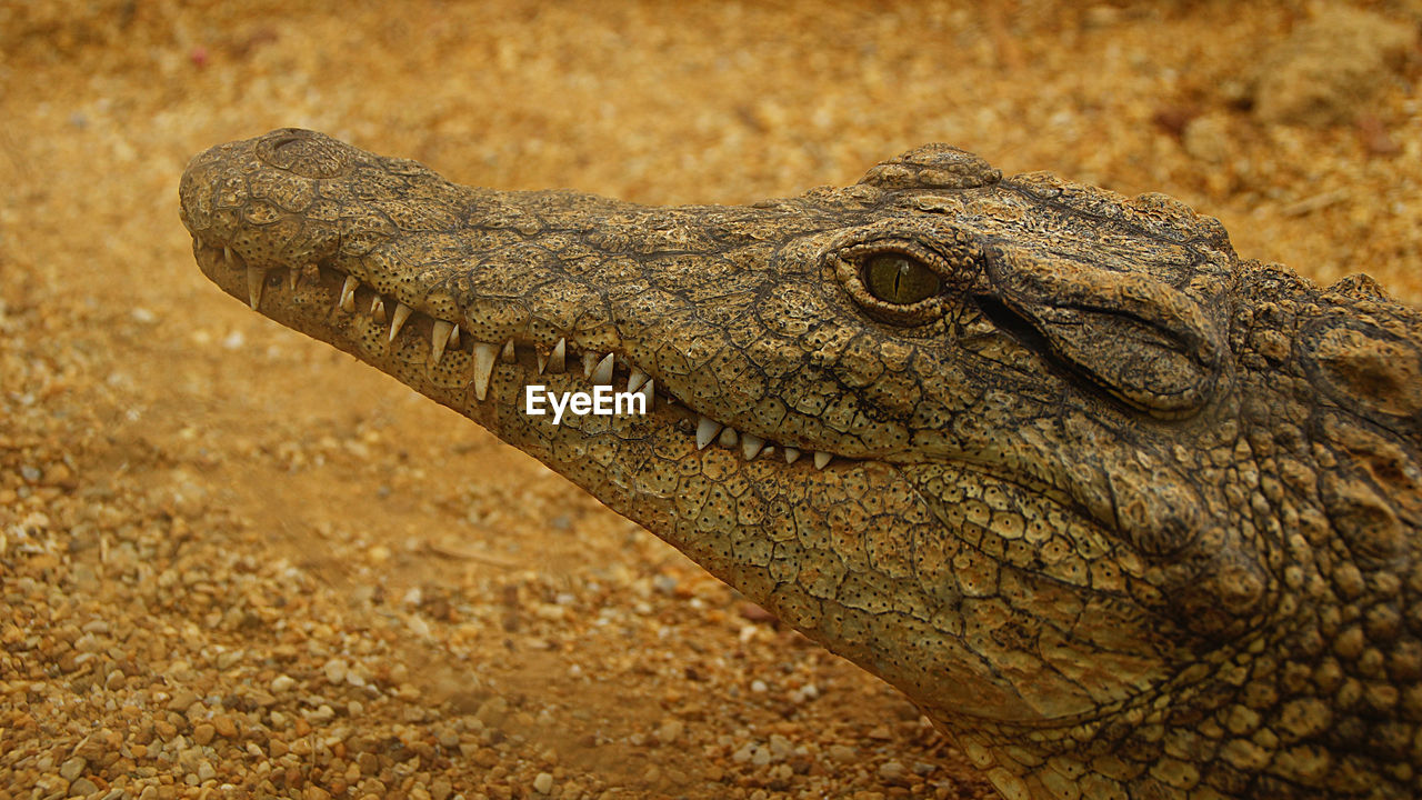 Side view of crocodile