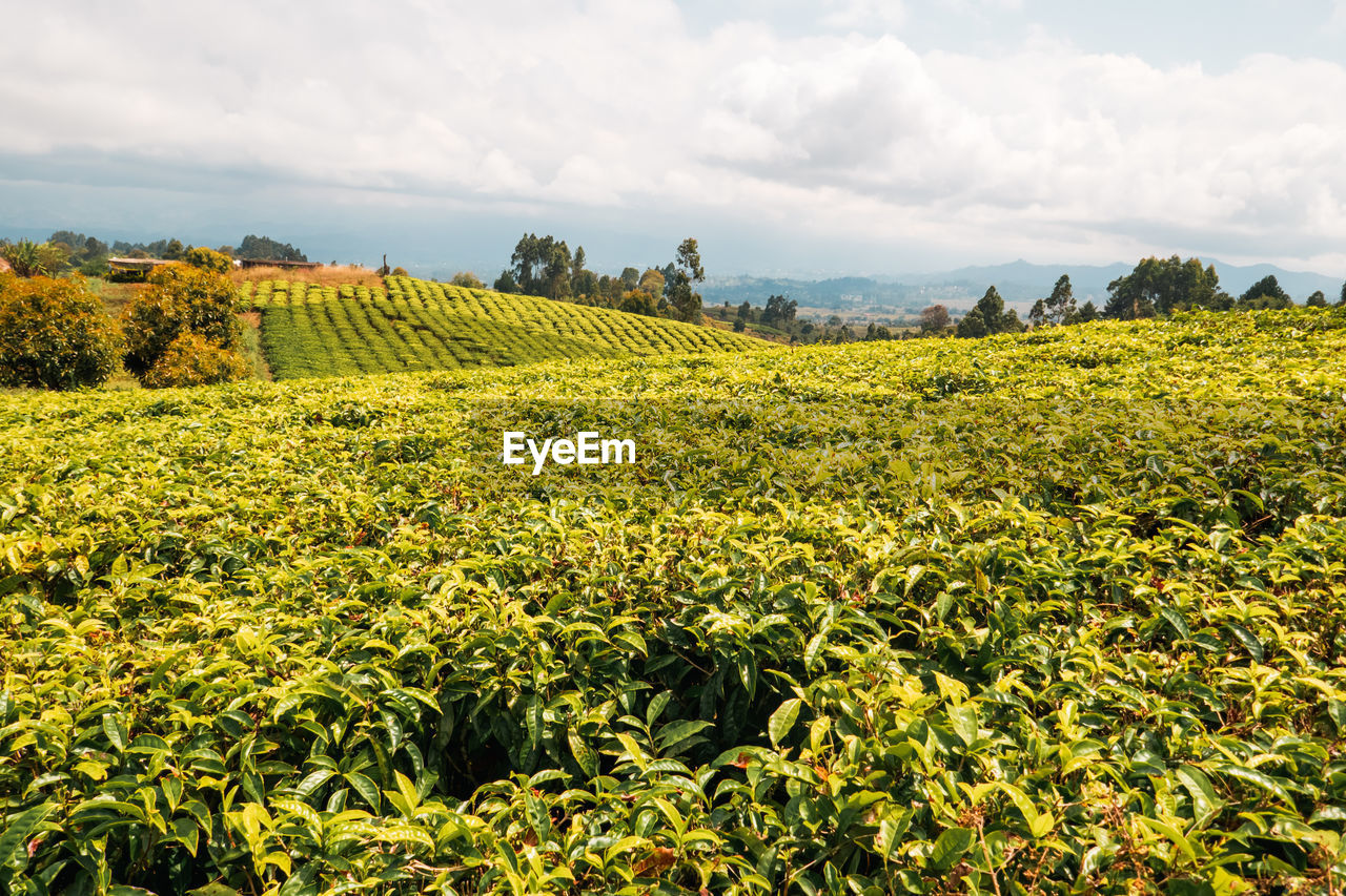 View of a tea plantation against a mountain background in mbeya, tanzania