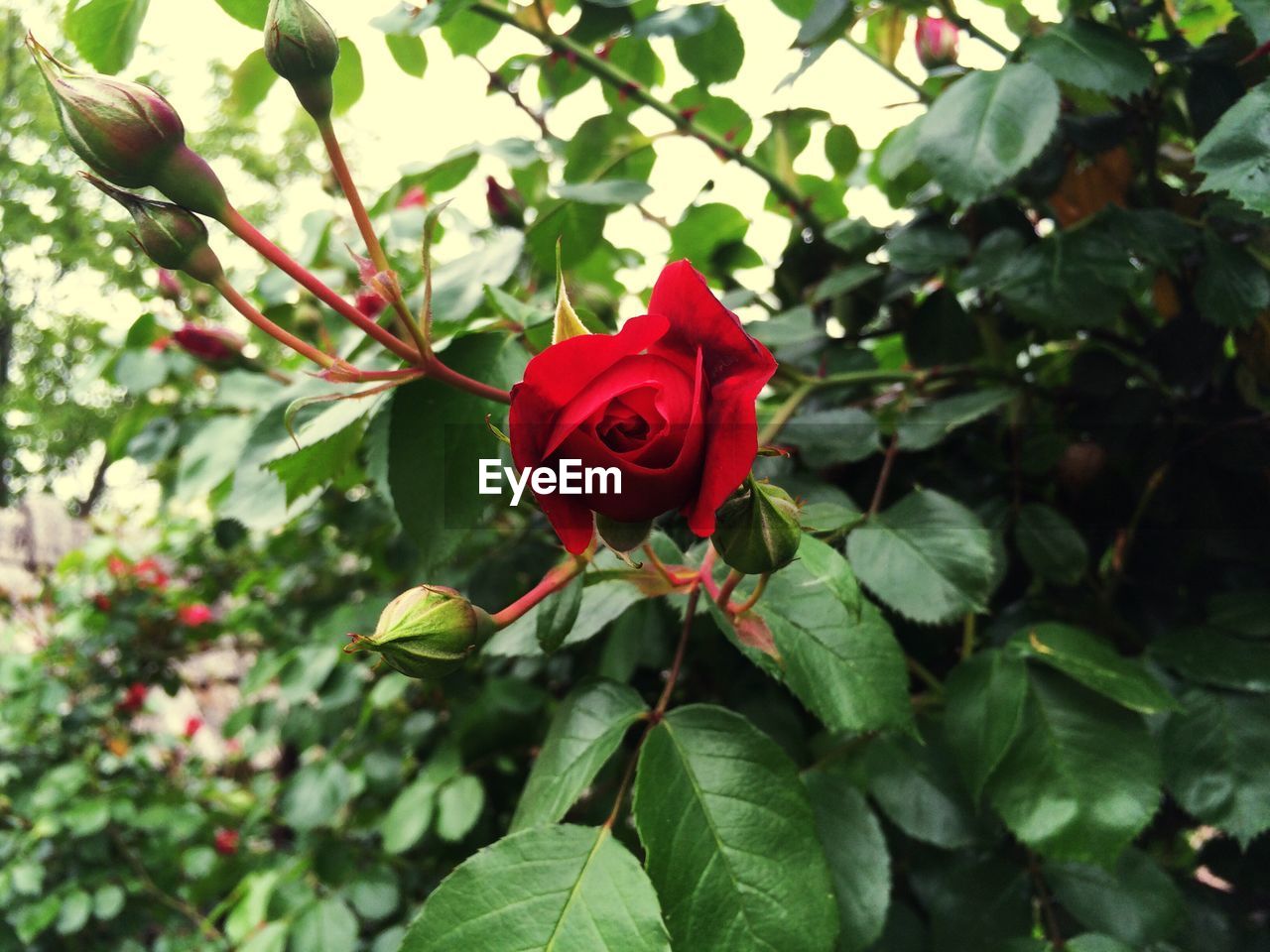 Red rose growing on tree