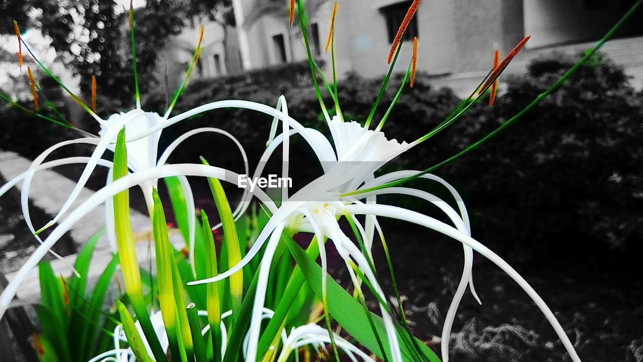 CLOSE-UP OF FLOWER PLANTS