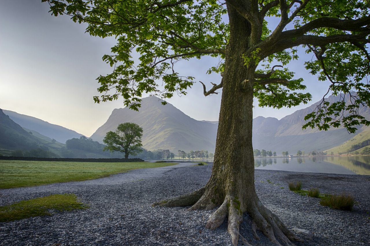 Trees on landscape against clear sky