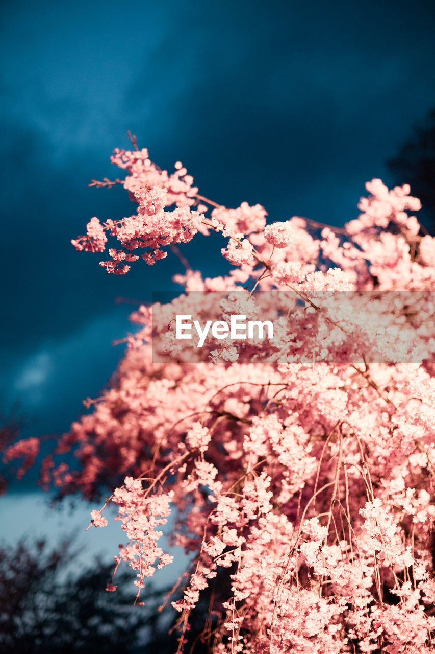 Low angle view of cherry blossoms against sky