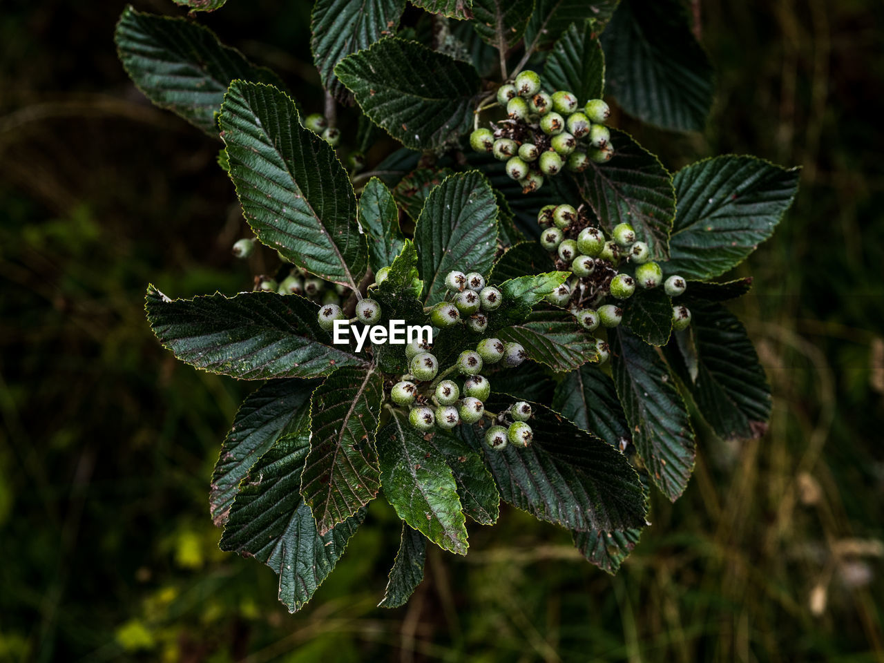 Dark beautiful leaves 