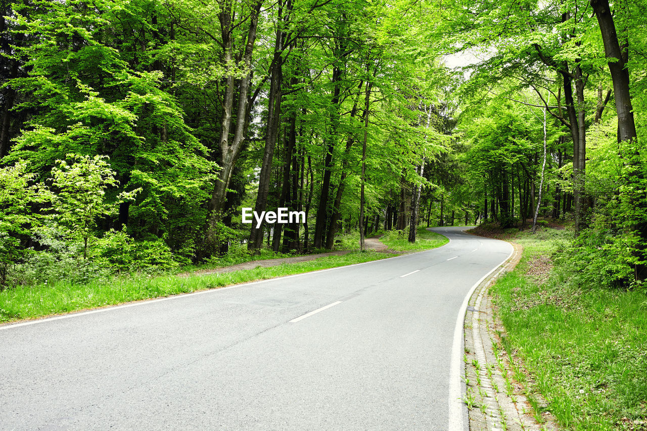 EMPTY ROAD ALONG TREES AND PLANTS IN FOREST