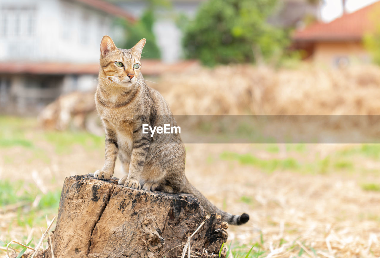 Brown cat sitting on a tree stump in the backyard on sunny day.