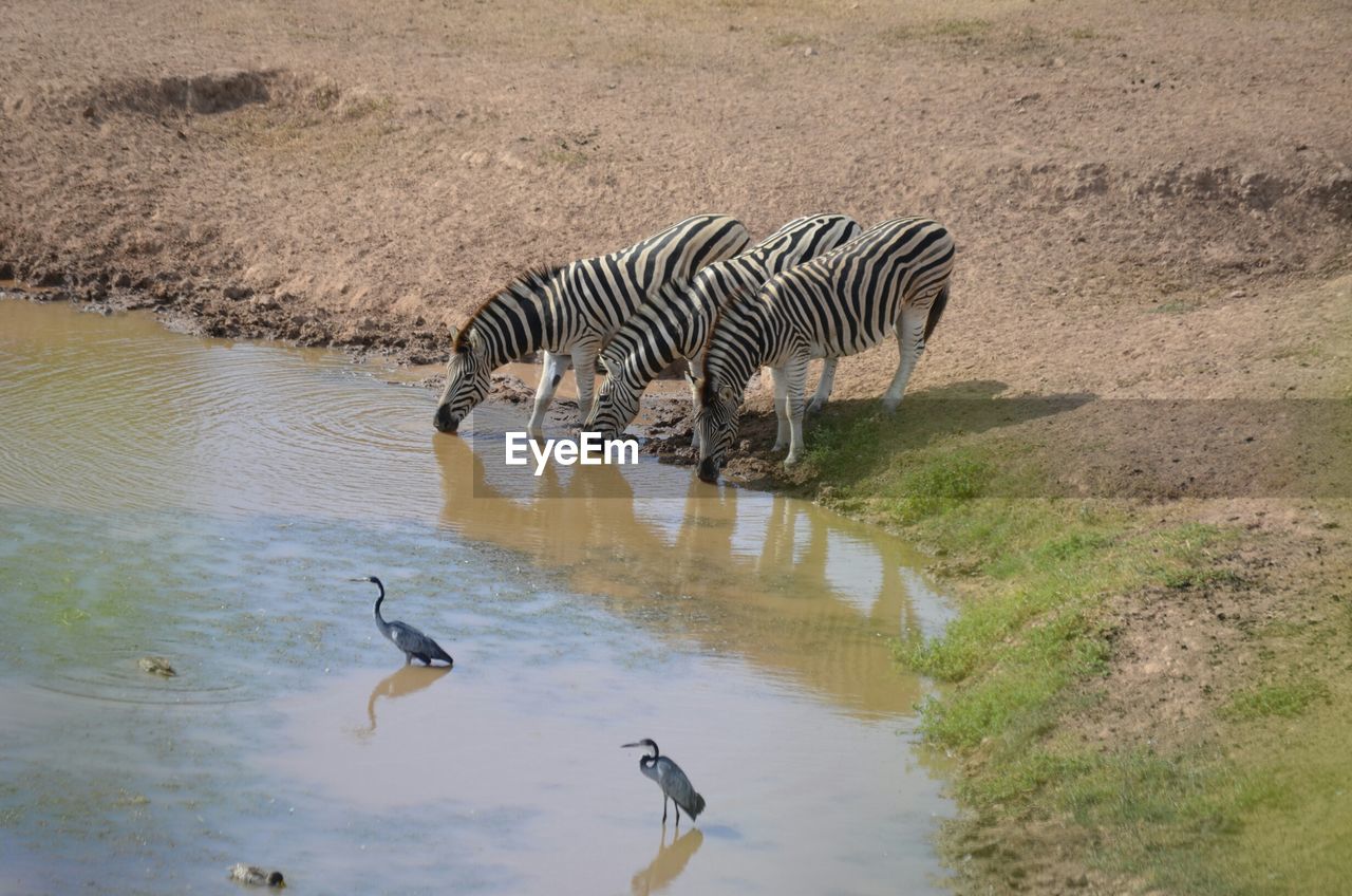 Zebras drinking water from lake