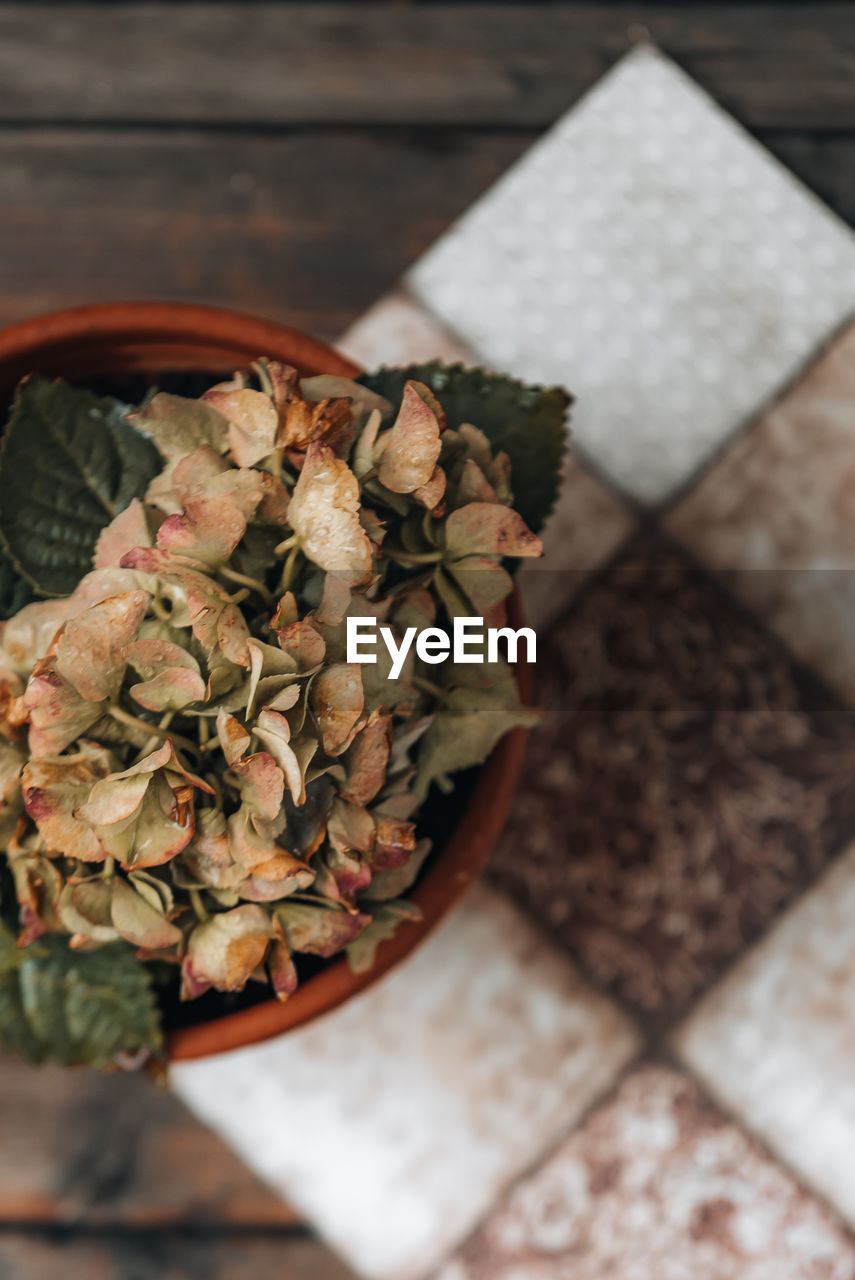 High angle view of hydrangea on table