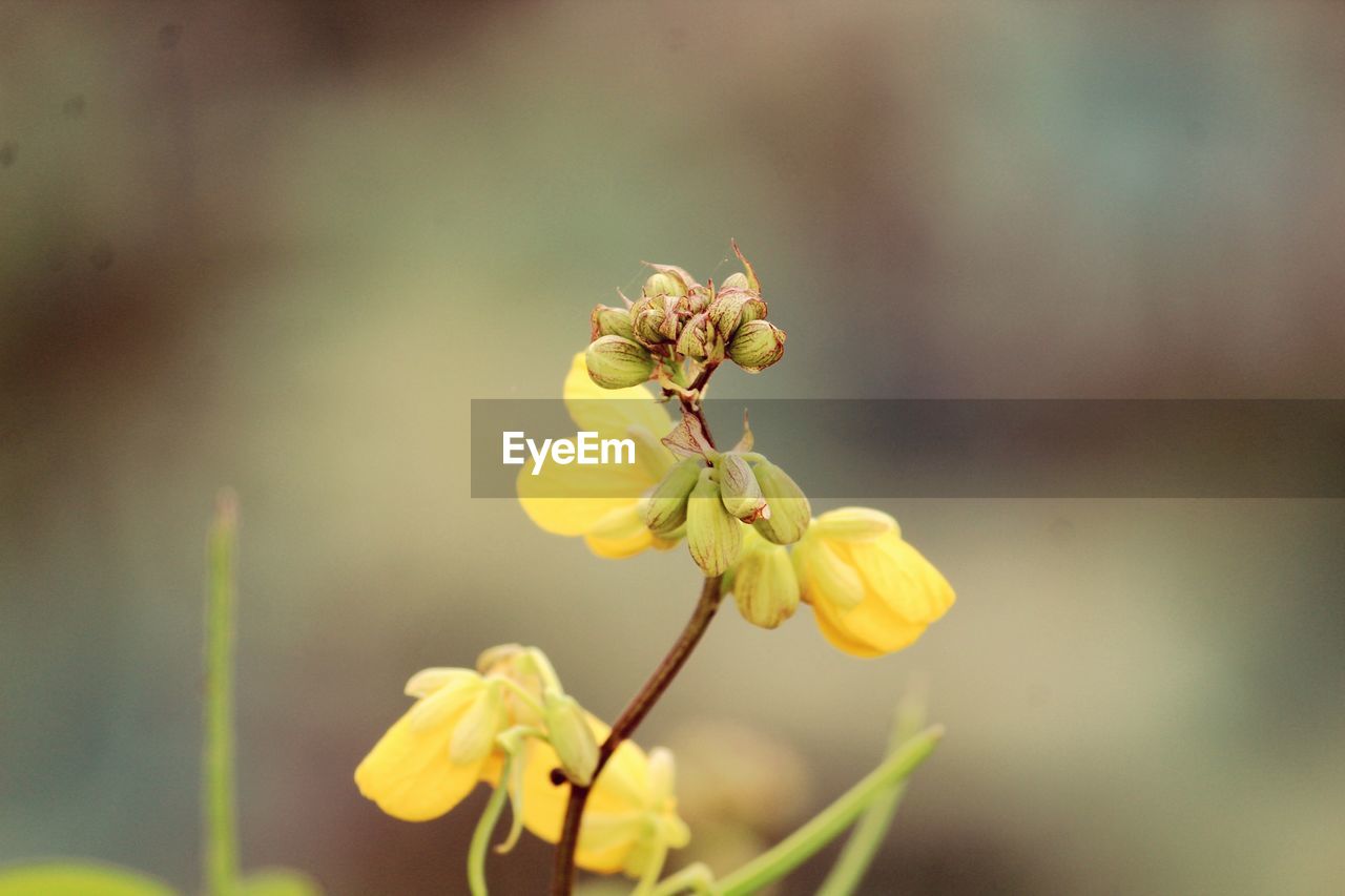 Close-up of yellow flowers