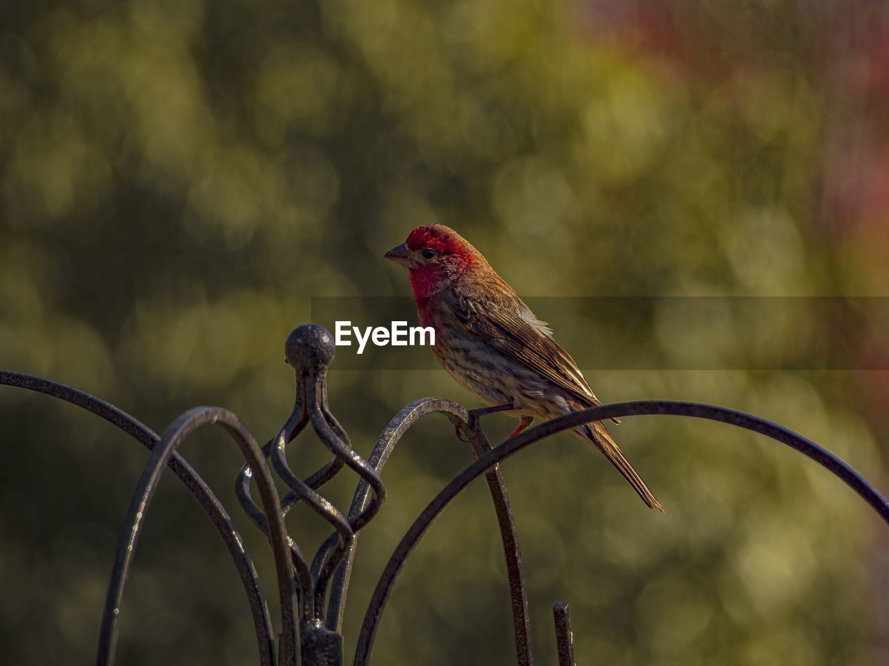 bird, animal themes, animal, nature, animal wildlife, branch, close-up, wildlife, perching, focus on foreground, beak, no people, macro photography, one animal, outdoors, flower, house finch, songbird, day, red