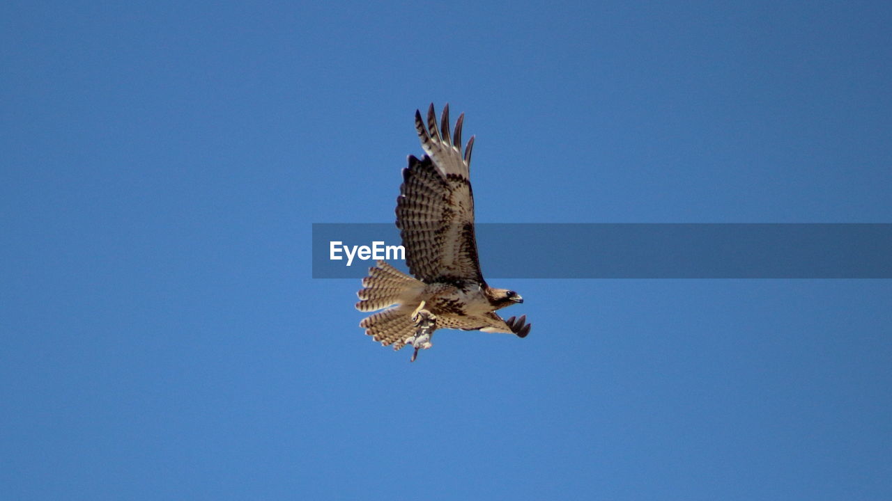 Low angle view of bird flying against blue sky