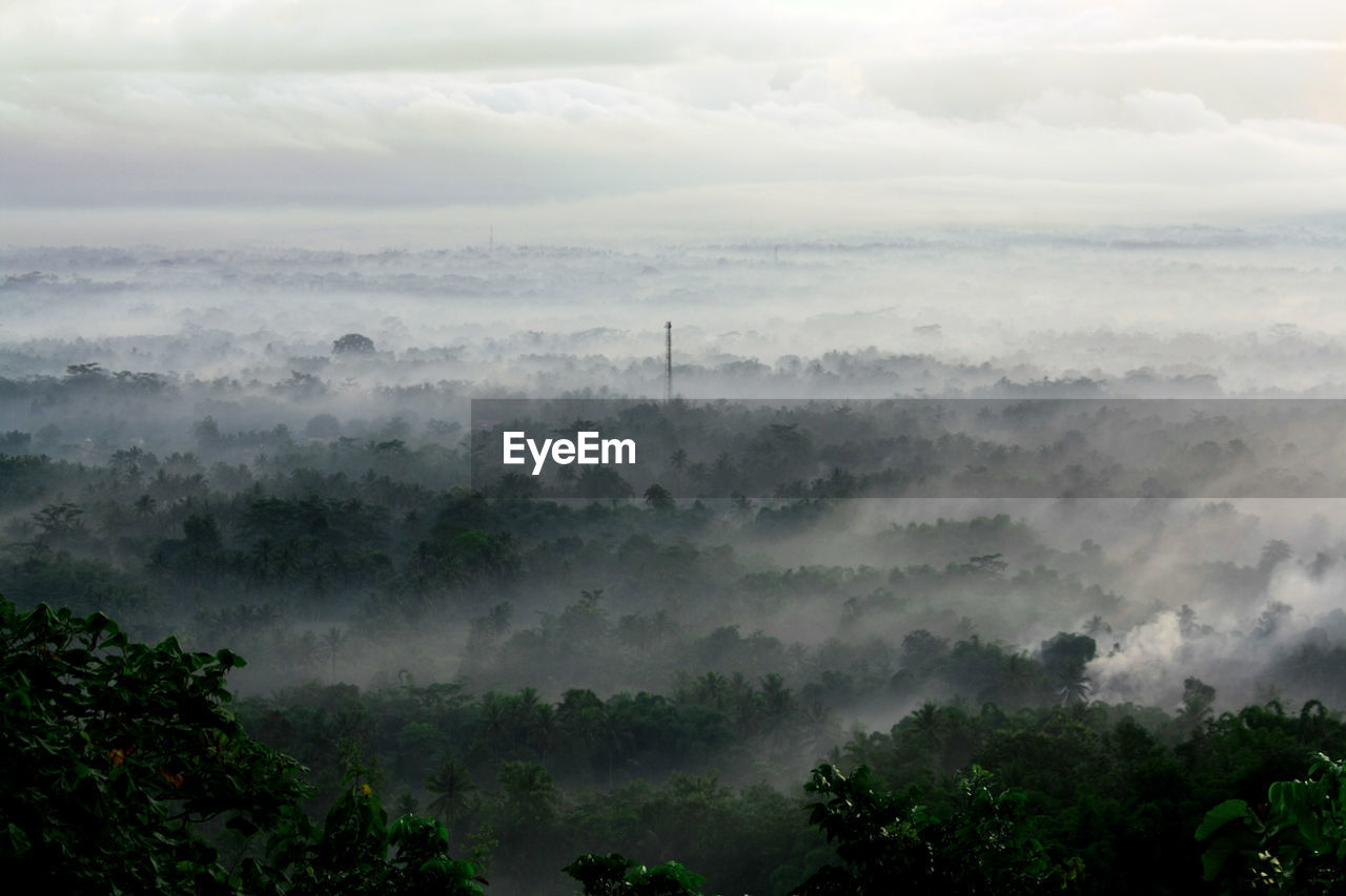 Trees in foggy weather against sky during sunrise