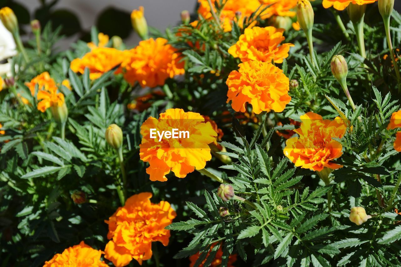 CLOSE-UP OF ORANGE FLOWERS BLOOMING OUTDOORS