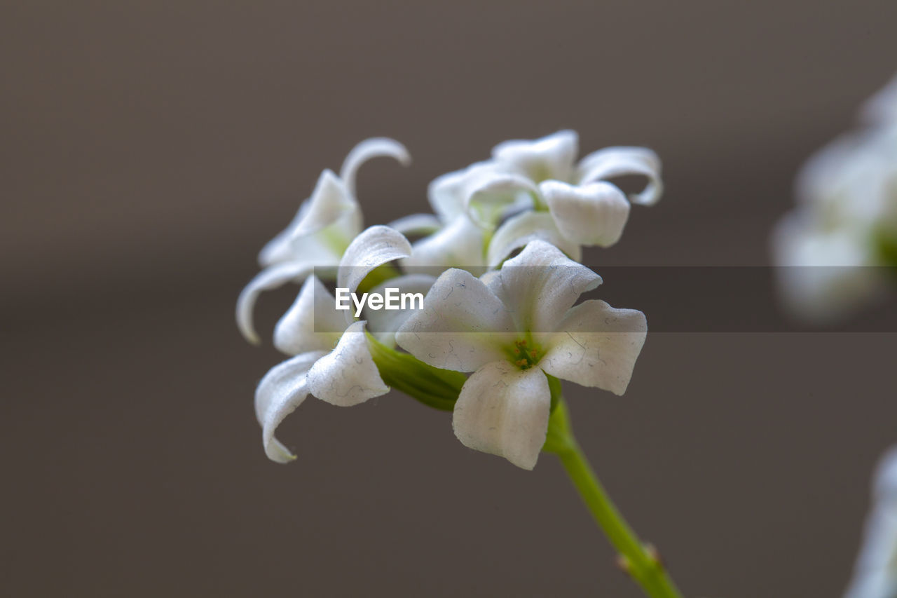 Close-up of white flowers blooming outdoors