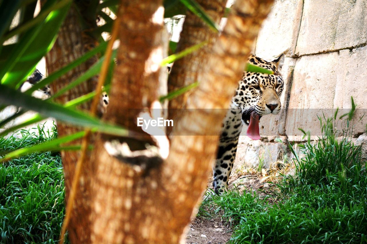 A leopard walking in a sunny day with the tongue out