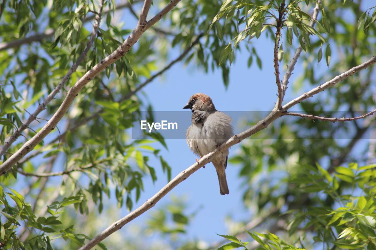 Low angle view of bird perching on tree