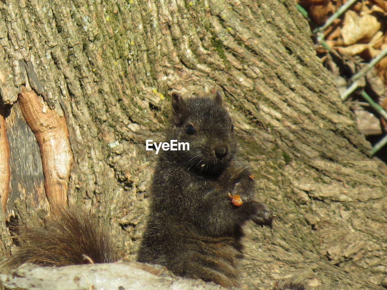 CLOSE-UP OF SQUIRREL ON TREE